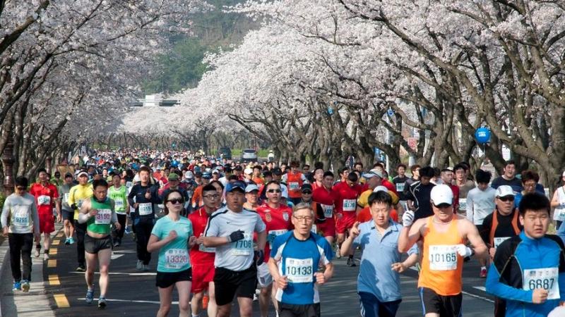 Gyeongju Cherry Marathon